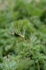 Image showing Common storksbill