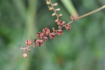 Image showing Montbretia Lucifer seeds