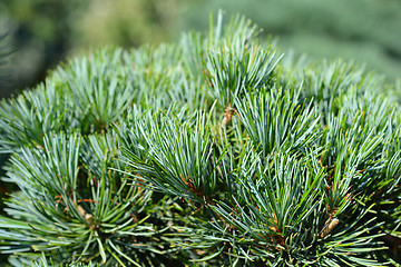 Image showing Tempelhof Japanese White Pine