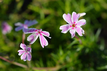 Image showing Creeping Phlox Candy Stripe