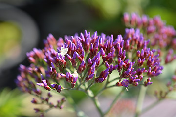 Image showing Salt Lake Sea Lavender