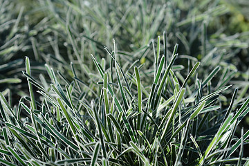 Image showing Ficinia Ice Crystal grass