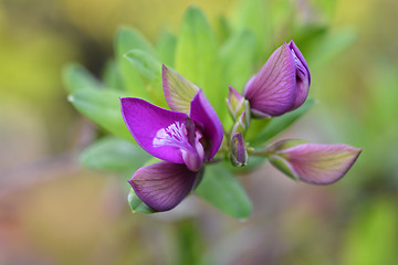 Image showing Myrtle-leaf milkwort