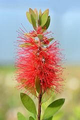 Image showing Scarlet Bottlebrush