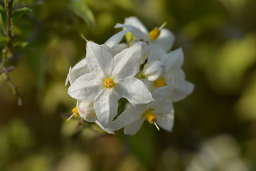 Image showing Potato vine