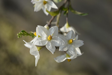 Image showing Potato vine