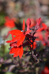 Image showing Cardinal Flower Fan Scarlet