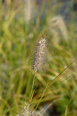 Image showing Chinese fountain grass Hameln
