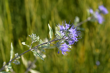 Image showing Bluebeard Heavenly Blue