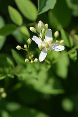 Image showing Erect clematis