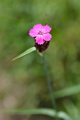 Image showing Croatian pink