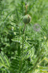 Image showing Oriental poppy