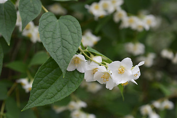 Image showing Florida mock orange