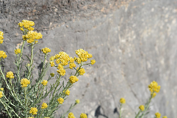 Image showing Italian everlasting flowers