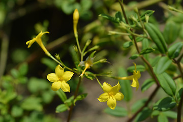 Image showing Showy jasmine