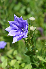 Image showing Balloon Flower Double Blue