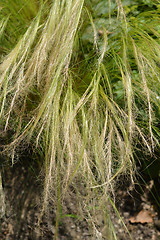 Image showing Pony tails grass