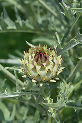 Image showing Artichoke thistle