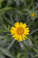 Image showing Swordleaf Inula