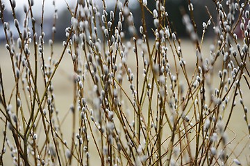 Image showing beautiful willow branches in the spring