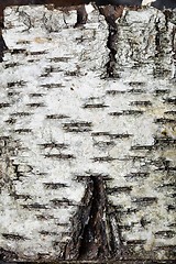 Image showing the bark of a birch tree