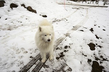Image showing white dog on a snowy road, car tracks and footprints