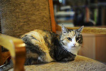 Image showing tricolor cat sitting in a chair