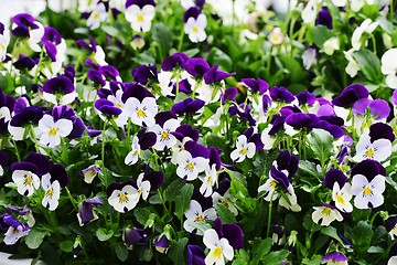 Image showing blooming beautiful pansies