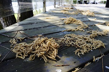 Image showing heaps of willow catkins on the floor of the terrace