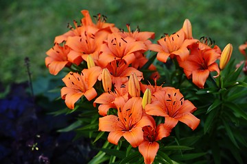 Image showing many beautiful tiger lilies 