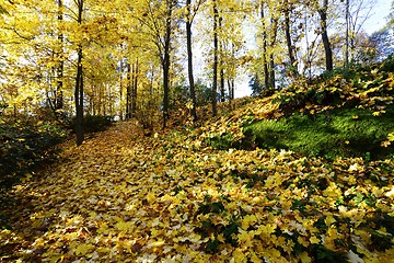 Image showing leaf fall in a sunny park