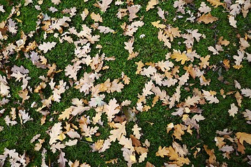 Image showing oak leaves and acorns on grass