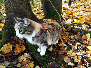 Image showing  cat on a harness in autumn park