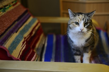 Image showing tricolor cat in a chair