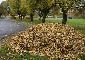 Image showing heap of  leaves in the park in autumn