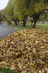 Image showing heap of  leaves in the park in autumn