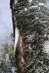 Image showing frozen birch sap on a trunk