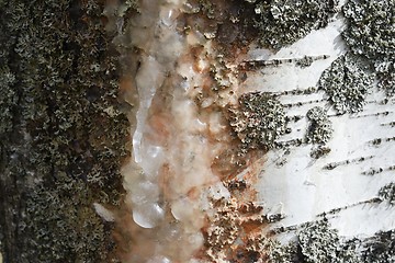 Image showing frozen birch sap on a trunk