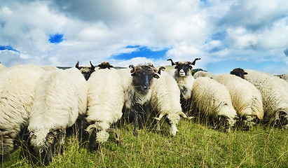 Image showing Sheep in the field