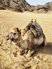 Image showing Camel