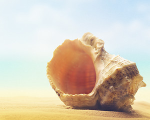 Image showing Seashell