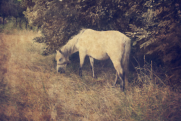 Image showing White Horse