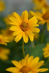 Image showing False sunflower Dauer Gold