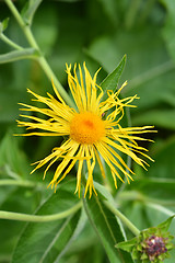 Image showing Giant fleabane