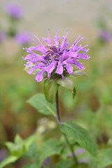 Image showing Bee balm Violacea