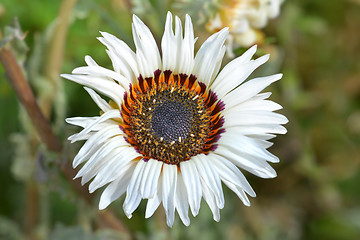 Image showing Tricolor chrysanthemum