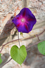 Image showing Common morning glory