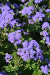 Image showing Blue flossflower