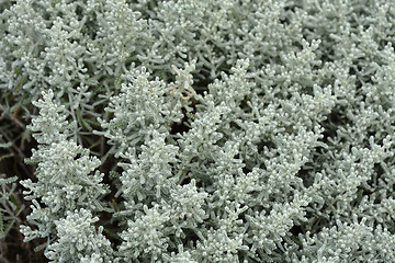 Image showing Cotton lavender