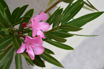 Image showing Common oleander